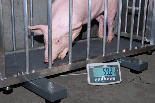 Readout 1 kg